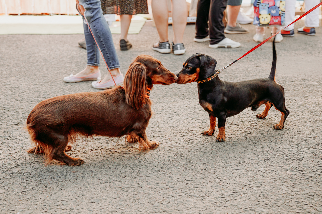 Two Dachshund Dogs Get to Know Each Other and Greet Each Other with Their Noses